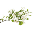 Fleurs blanches