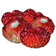 Fraises des bois